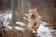 A golden retreiver running along the fence line in the winter