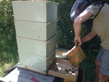 Beekeeper Maintaining Artificial Beehive