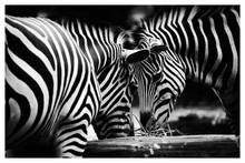 Side View Of Two Zebras