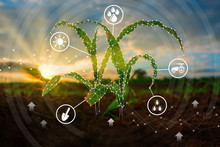 Maize Seedling In The Cultivated Agricultural Field With Low Poly Graphic Style, Modern Technology Concepts