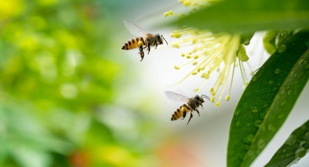 Flying honey bee collecting pollen at yellow flower. Bee flying over the yellow flower