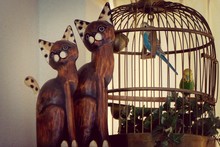 Wooden Cats And Parrots