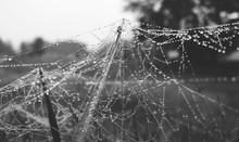 Wet Spider Web On Field
