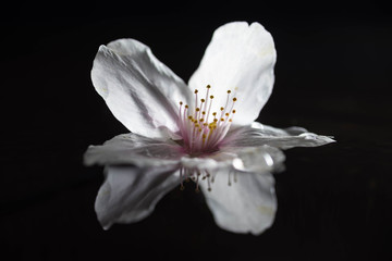 Cherry blossom flower on water with reflection. Close up and macro shot and isolated in dark. 