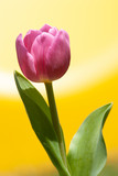 Fototapeta Tulipany - Beautiful photograph of a pink tulip flower. It will make a great gift or fine addition to your wall.  Perfect for your home, office, restaurant, or hotel.