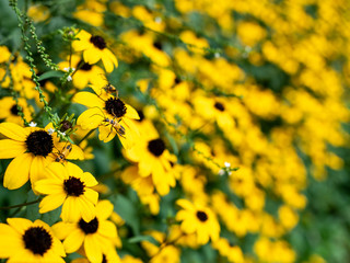 Black-eyed Susan Flowers, Rudbeckia hirta, closeup in beautiful garden. Selective focus with narrow depth of field for background.