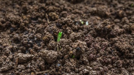 Wall Mural - Little plant growing on soil with sunlight