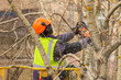 A municipal worker with a chainsaw in his hands cuts branches off an old tree.