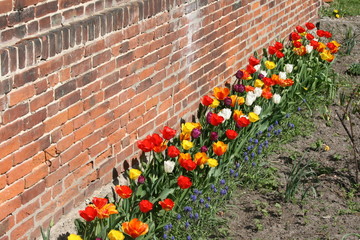 Wall Mural - Mauerblumen - Tulpen