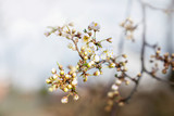 Fototapeta Kwiaty - Plum tree white blossoms and buds in spring