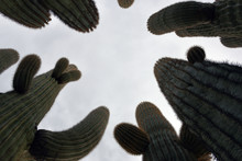 Looking Up At Big Saguaro Cacti In Arizona