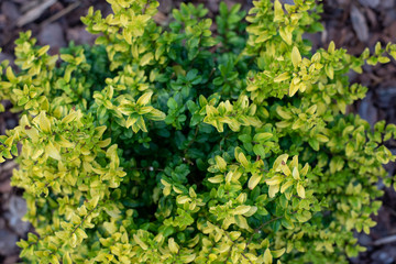 Wall Mural - Sunshine ligustrum, a small privet decorative shrub with bright yellow and lime leaves	
