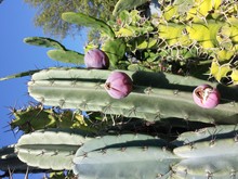 Cactus With Buds