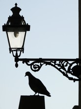 Silhouette Pigeon Below Street Light Against Clear Sky