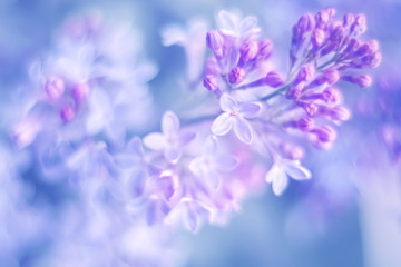 Wall Mural - delicate blooming lilac flowers. beautiful spring floral background. selective soft focus.