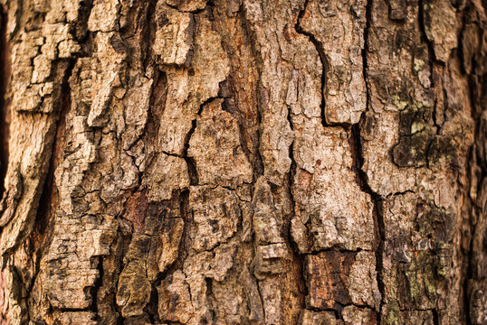 close up tree bark texture as a wooden background