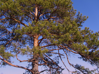 Wall Mural - Pine on a background of clear blue sky. The pine tree is lit by evening sunlight. Low angle view. Pine branches on a sunny day in a landscape close-up.