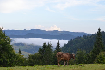 cows in the mountains