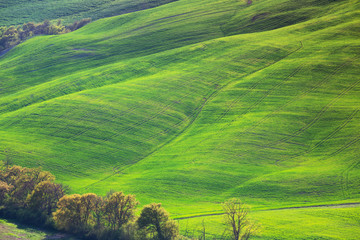 Wall Mural - Typical Tuscan landscape - green waves