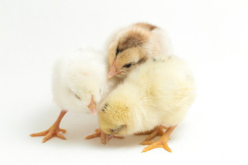 three newborn yellow brown Chick Ayam Kampung is the chicken breed reported from Indonesia. `free-range chicken` or literally `village chicken`Gallus domesticus. isolated on white