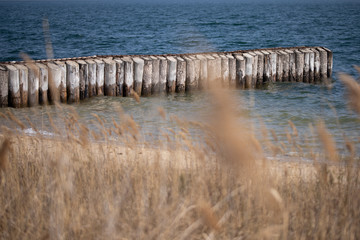 Wall Mural - Schilf am Wasser