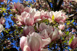 magnolia różowa pięknie kwitną kwiaty 