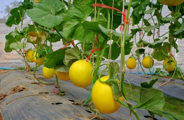 A bunch of ripe golden melons hanging on their trees in a green house, ready to be picked.