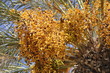 palma daktylowa owoce daktyle Tunezja na Dżerbie