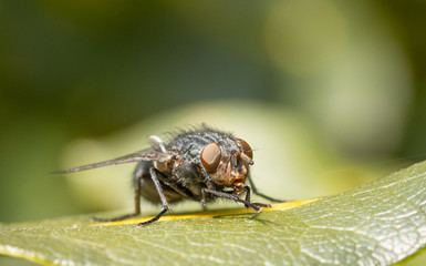 close up of an insect face fly