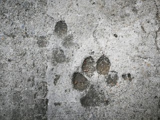 Wall Mural - footprint in the sand