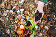 red worms on the male palm for vermicomposting organic food scraps