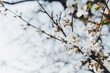 trees, canyons, flower, bloom, nature, branch, winter, cherry, white, sky, plant, blues, season, flower, beuty, cold, flower, bloom, blooming, ice, beautiful, glazed, spring, summer, forest sad apple 