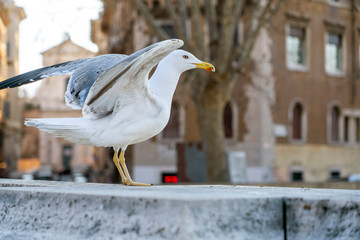 Cute white European herring gull getting ready to fly in the middle of the park.