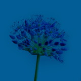 Fototapeta Kwiaty - Classic blue backrgound. Closeup shot of tropical plant in classic blue color. Color of the year 2020