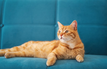 Wall Mural - Cute beautiful funny ginger cat lies on a blue sofa, pets and furniture protection concept