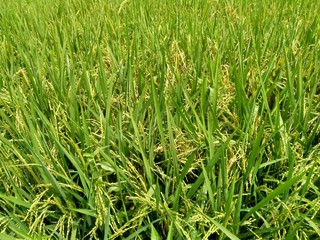 Close up of rice with natural background