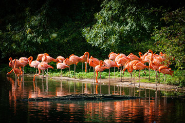 Obraz na płótnie narodowy zwierzę flamingo park