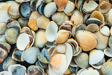 Mixed Colorful Sea Shells As Background