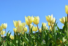 Field Of Yellow Tulips Against Blue Sky In The Spring Time With Green Leave Blue Sky Background

