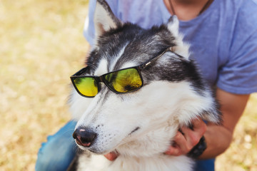 Wall Mural - Husky in yellow glasses portrait close-up. Dog with glasses. A man puts glasses on a dog