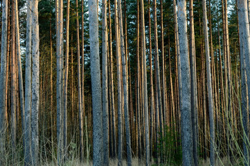 Forest during evening with sunset side light