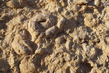 The Fragment Of The Natural Sandstone Wall With Fossilized Ammonites In The Desert 