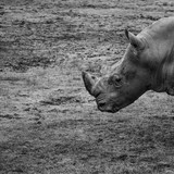 Fototapeta Zwierzęta - rinoceronte