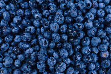 Fresh blueberry background. Texture blueberry berries close up.