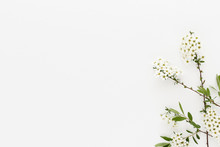 Minimal Style Photography. White Flowers On White Background, Natural Creative Composition Top View Background With Copy Space For Your Text. Flat Lay.
