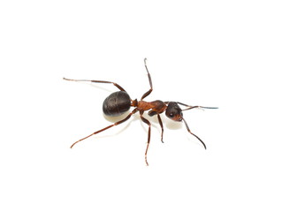 Close-up on red wood ant Formica rufa isolated on white background