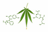 Fototapeta Tęcza - Tetrahydrocannabinol cannabis drug molecule. Chemical formula. Marijuana plant isolated on white background. Thematic photo to legalize a plant. Background cap site or wallpaper panoramic  
