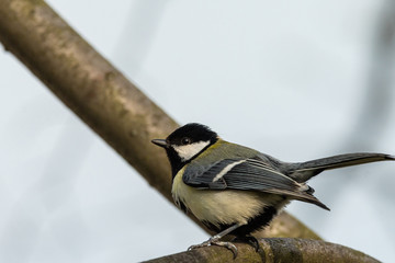 Poster - A great tit sitting on a twig