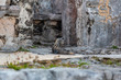 © Daniel - An iguana with the tail cut looks at the photographer in the Tulum ruins, Mexico