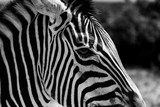 Fototapeta Konie - Zebra Addo National Park South Africa